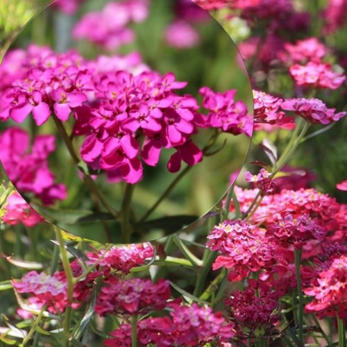 Iberis umbellata 'Red Flash' - Sarikibeeris 'Red Flash' 